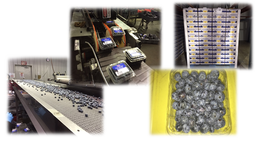 Bell - A perfect theme